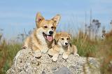 CORGI PEMBROKE 796